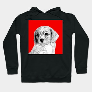 Cavalier King Charles Spaniel Puppy in Red Hoodie